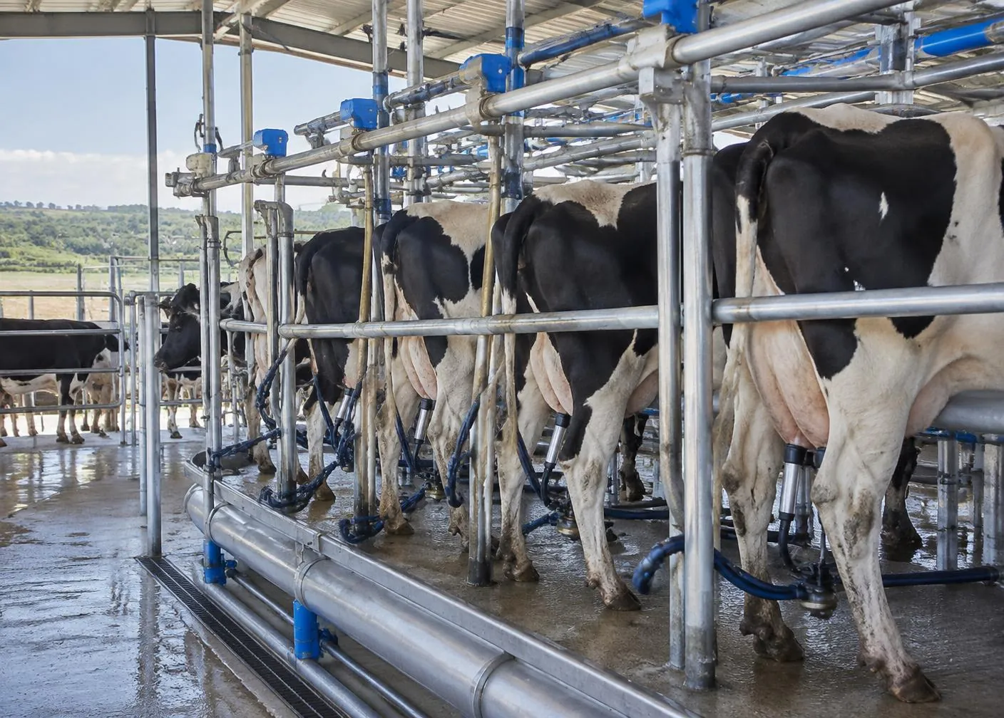 Swiftflo Swing milking solution